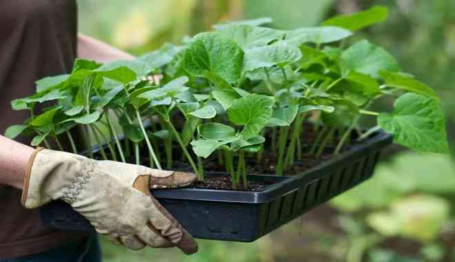 Огурец Саввин F1: описание сорта, выращивание, отзывы садоводов
