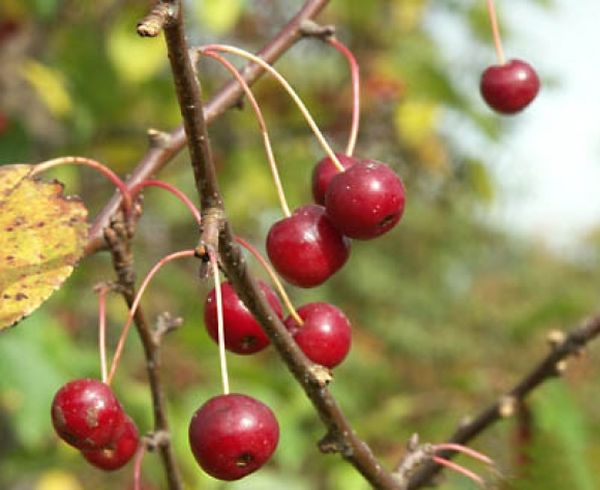Описание декоративной сибирской яблони сорта Ягодная