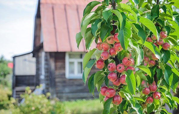 Описание и достоинства 6 лучших сортов колоновидной яблони