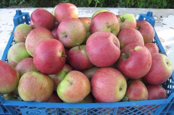 Описание и характеристика отечественного сорта яблони Беркутовское