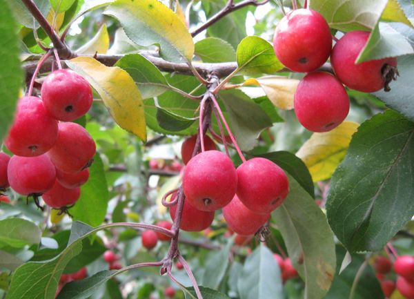 Описание и характеристика сливолистной яблони