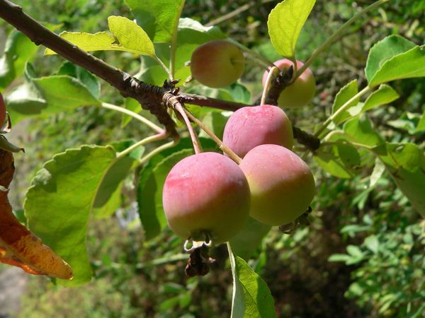 Описание и характеристика сливолистной яблони