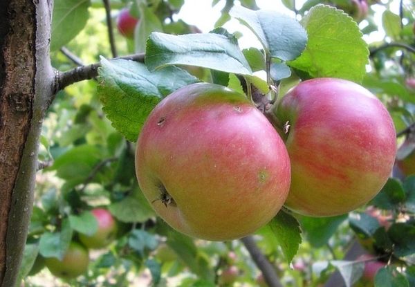 Описание и основные характеристики зимней яблони Строевское