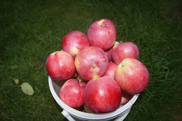 Описание и основные характеристики зимней яблони Строевское