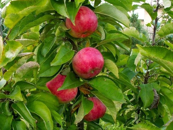 Описание и уход за колоновидной яблоней Арбат