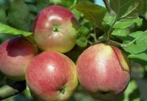 Описание иммунного сорта яблони Веньяминовское