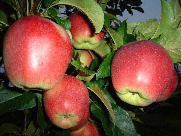 Описание зимнего сорта яблони Пинова