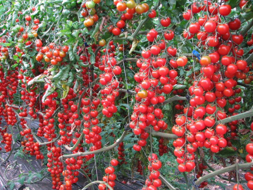 Особенности выращивания ампельных томатов