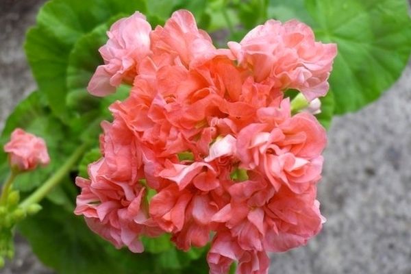 Пеларгония розебудная: обзор сортов, особенности выращивания