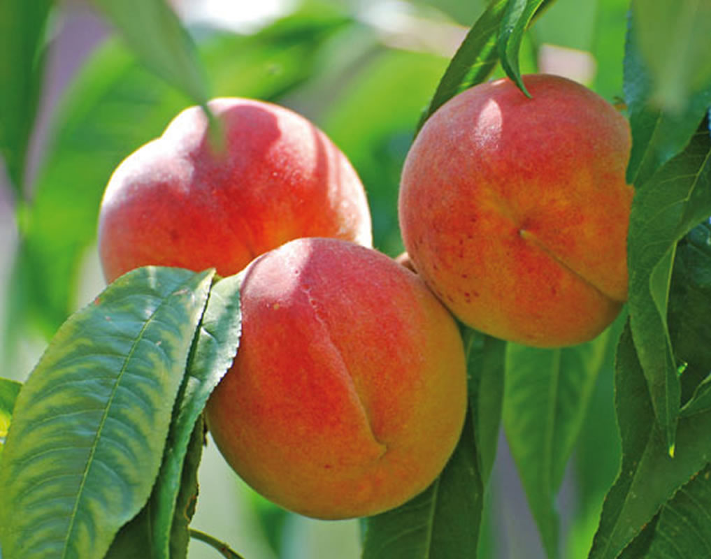 Персик Кардинал: фото, описание, выращивание сорта