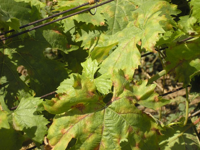 Почему листья винограда скручиваются