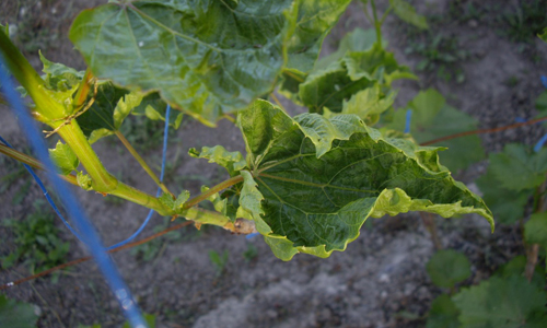 Почему листья винограда скручиваются