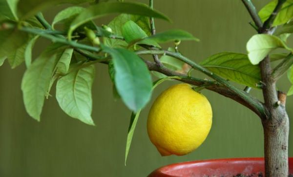 Почему не цветет лимон в домашних условиях: причины