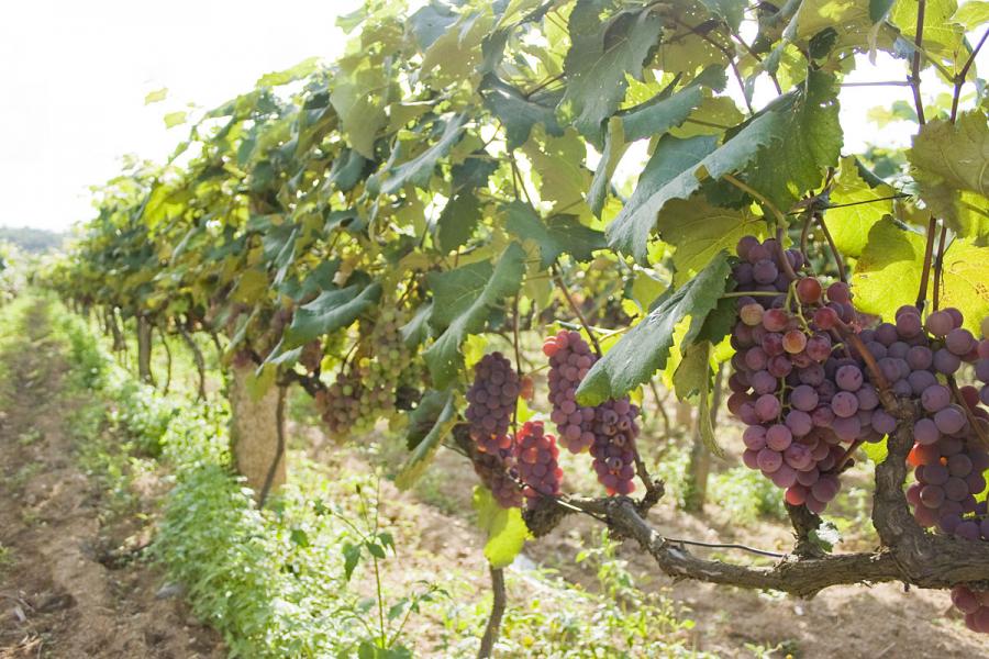 Почему плохо растет виноград
