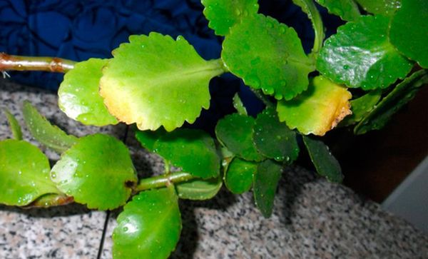 Почему у каланхоэ желтеют и сохнут листья: причины опадания