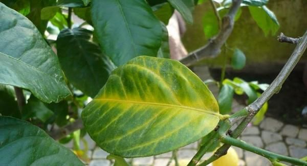 Почему у лимона опадают листья: основные причины