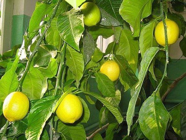 Почему у лимона опадают листья: основные причины
