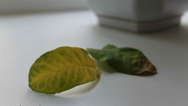 Почему у лимона сохнут кончики листьев и как вылечить цитрус
