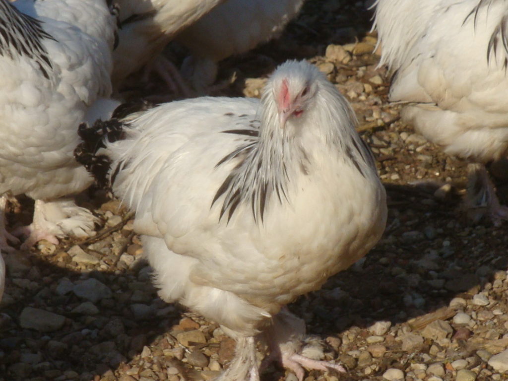 Цыплята хайсек браун описание с фото