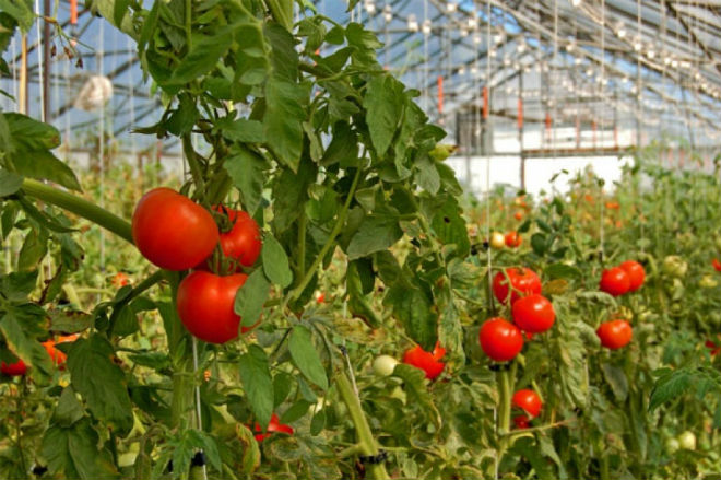Правильное формирование томатов в теплице