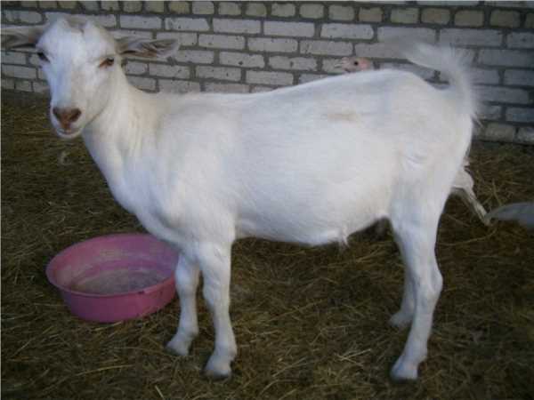 Распространенные породы коз в регионах России