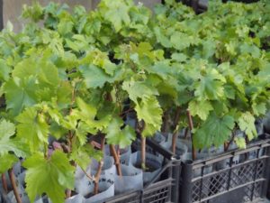 Размножение винограда черенками