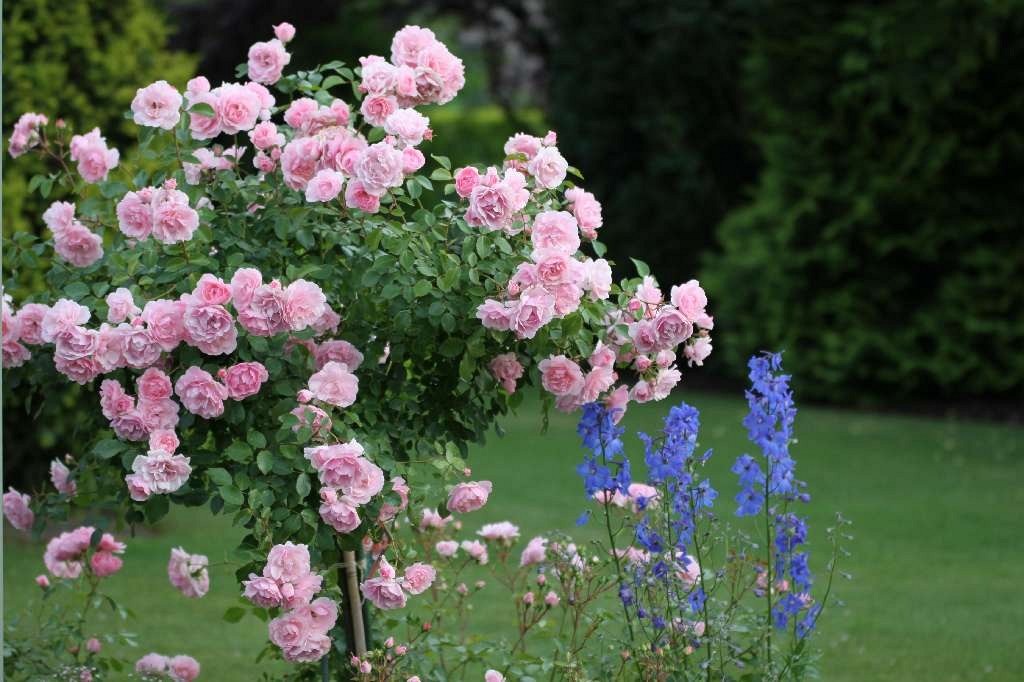 Роза парковая боника фото и описание