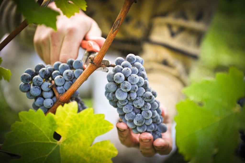 Сбор и хранение винограда