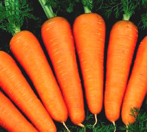 Сорт моркови Абако: фото и описание