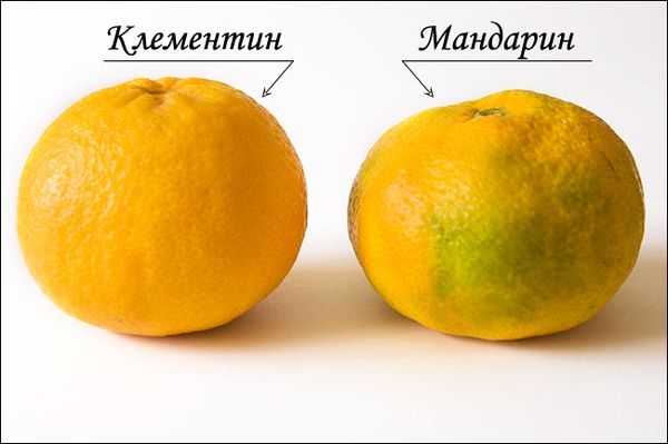 Сорта мандаринов: названия и описание основных видов