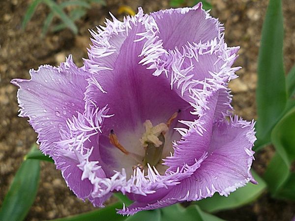Тюльпан бахромчатый: описание и характеристика вида