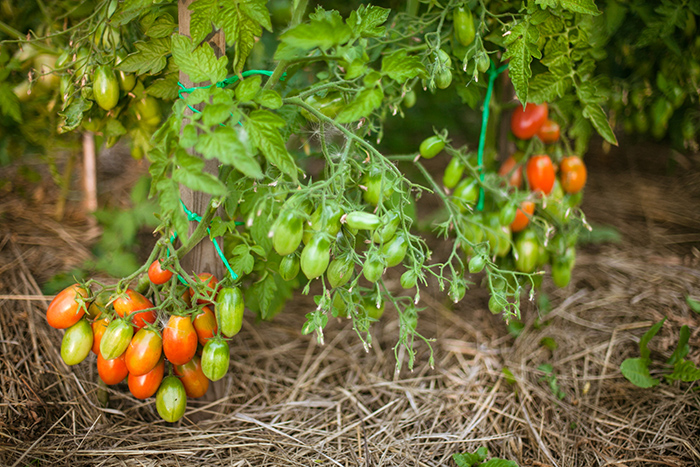 Великолепный томат «Чио Чио Сан»: описание сорта