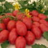 Великолепный томат «Чио Чио Сан»: описание сорта