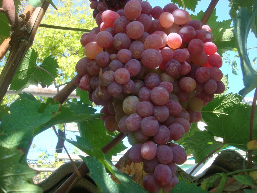Виноград сорта Тайфи: фото и описание
