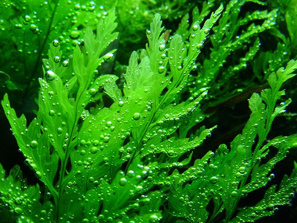 Водные папоротники: виды растения для аквариума