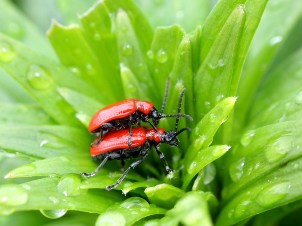 Вредители лилии красные жуки борьба с ними