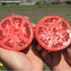 Все, что нужно знать о выращивании томатов