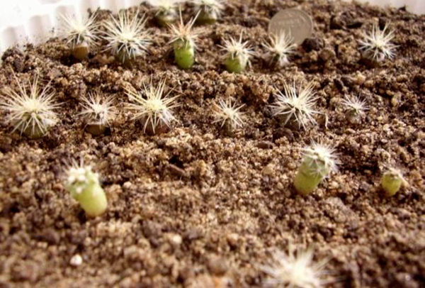 Выращивание кактусов из семян в домашних условиях