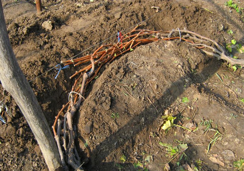 Выращивание винограда в Подмосковье