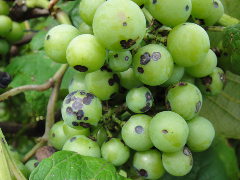 Защита винограда от болезней и вредителей