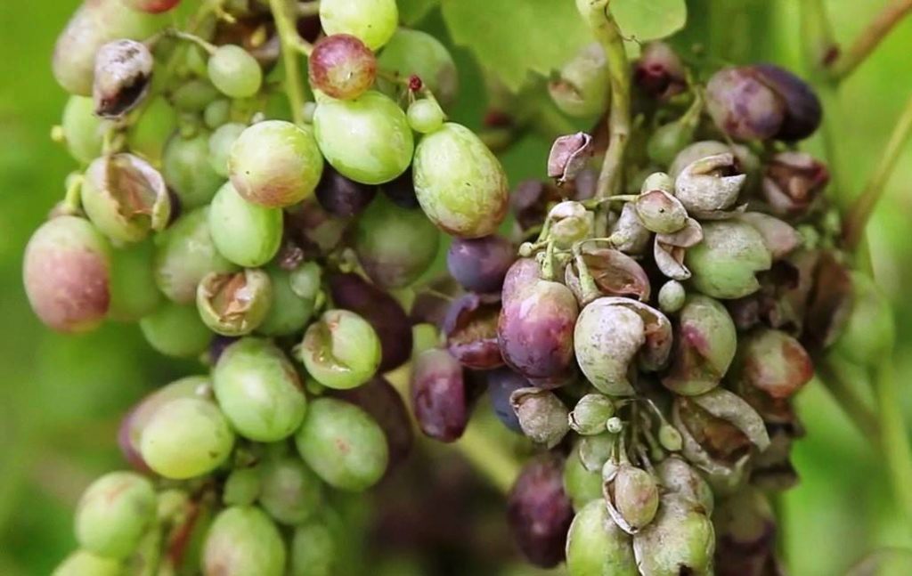 Защита винограда от болезней и вредителей
