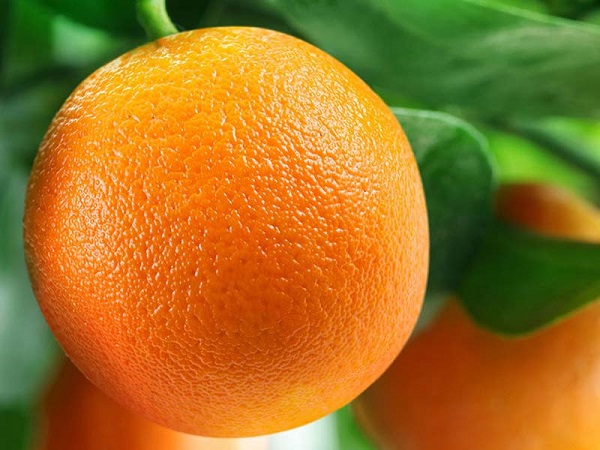 Апельсин в домашних условиях из косточки