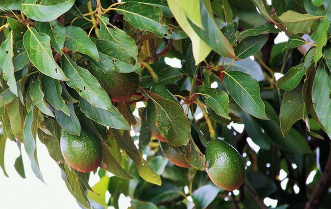 Авокадо: фото фрукта, где и как растет дерево, фотографии растения в природе и домашних условиях
