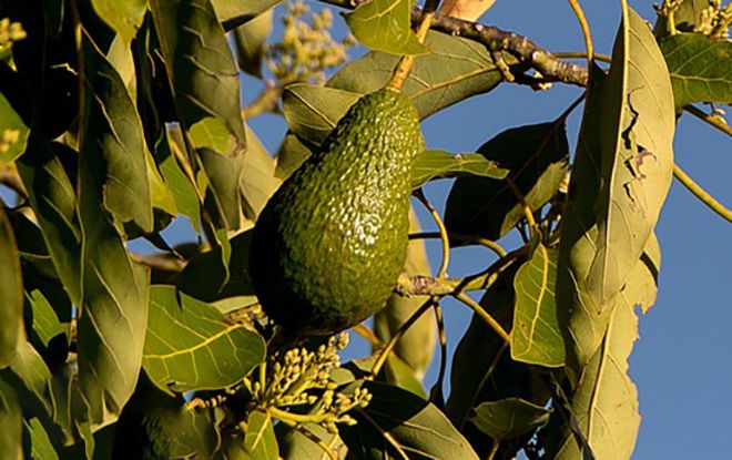 Авокадо: фото фрукта, где и как растет дерево, фотографии растения в природе и домашних условиях