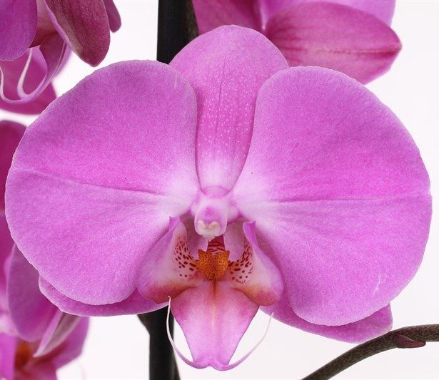 Белая орхидея фаленопсис: сорта и уход в домашних условиях