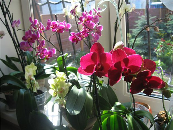 Белая орхидея фаленопсис: сорта и уход в домашних условиях