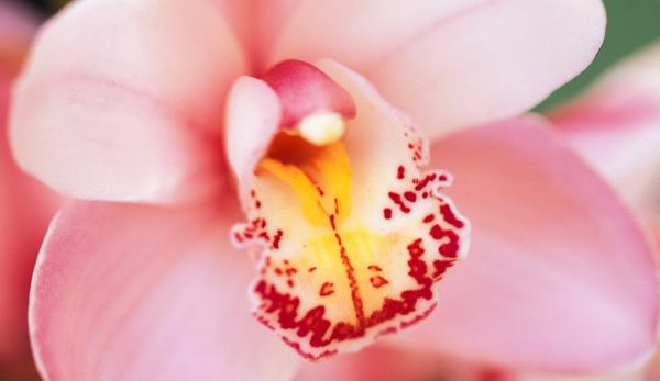 Белые жучки на орхидее: как избавиться от насекомых