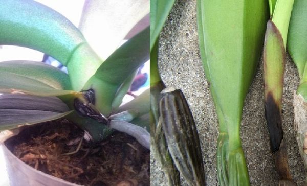 Болезни орхидей: обзор и методы лечения в домашних условиях