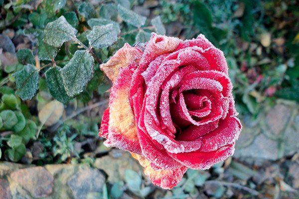 Болезни роз: обзор и эффективные методы лечения