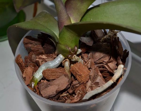 Бона Форте для орхидей: способы применения удобрения